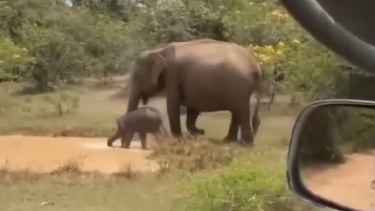Crocodile Picks the Wrong Watering Hole—Protective Elephant Mom Springs into Action