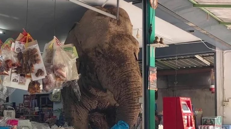 Wild Elephant Walks Into Thai Grocery Store And Picks Out His Favorite Snacks