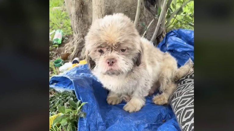 small dog dumped gets rescued