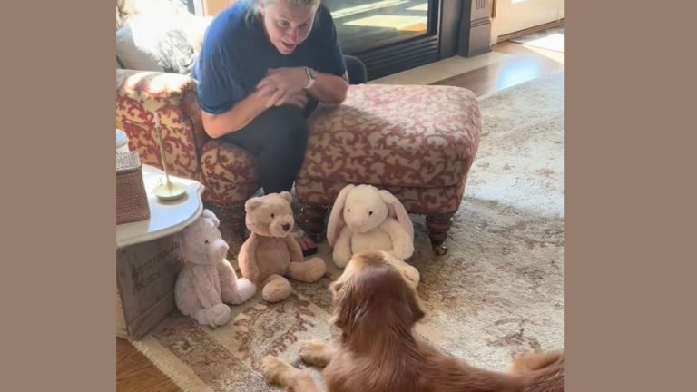 Grandma Lets Injured Pup Pick a Toy to Cheer Him Up—And His Sweet Reaction Goes Viral