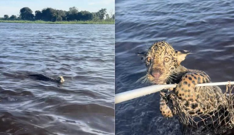 Jaguar cub rescued