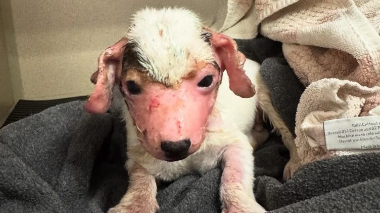 Abused Puppy Found With Chemical Burns Begins Heartwarming Recovery