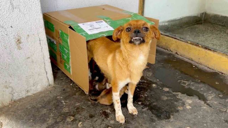mama and puppies left in box