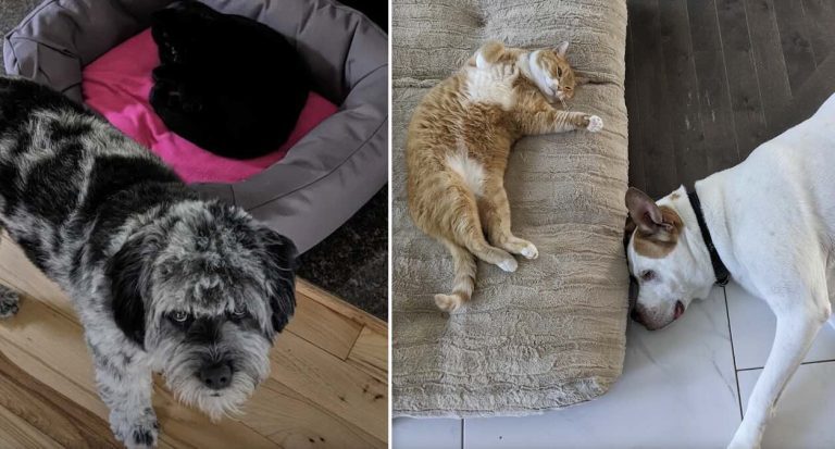 cats steal dogs beds