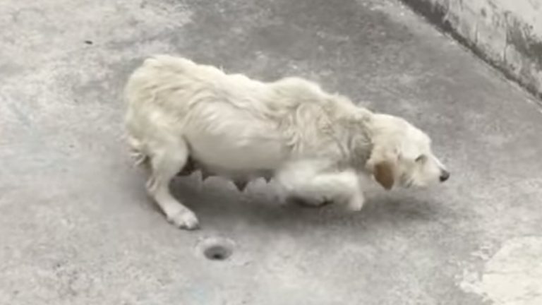 Stray Dog Was Terrified of People —Until She Took a Chance on One Woman’s Kindness