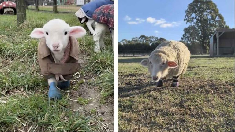 lamb without hooves rescued