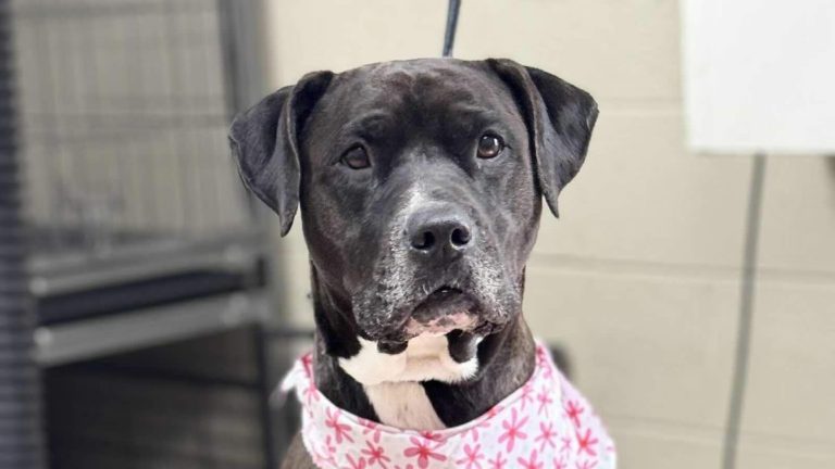 Sienna the shelter dog adopted