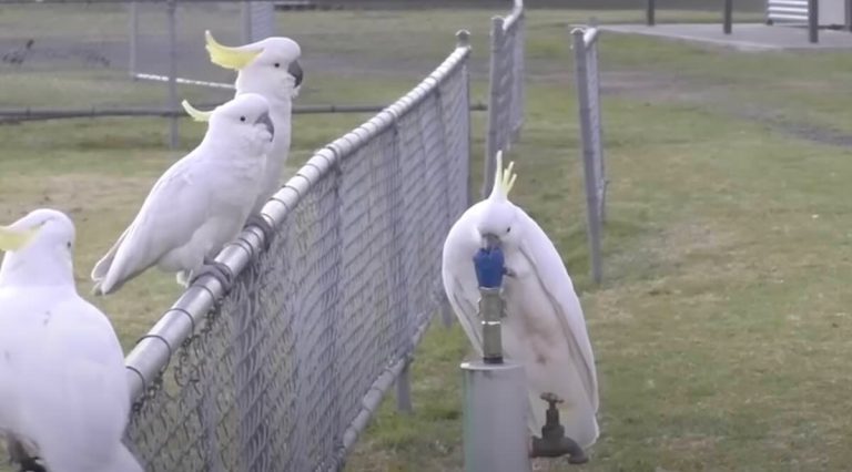 cockatoos use water fountain
