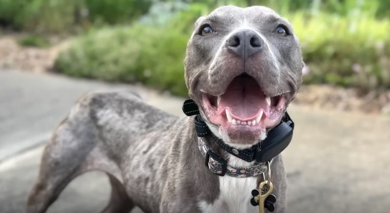 Star rescued from nearly being thrown off bridge
