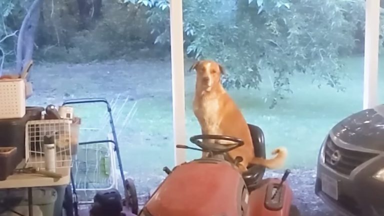 Stray Dog Keeps Showing Up In Woman’s Garage Until She Lets Him Inside