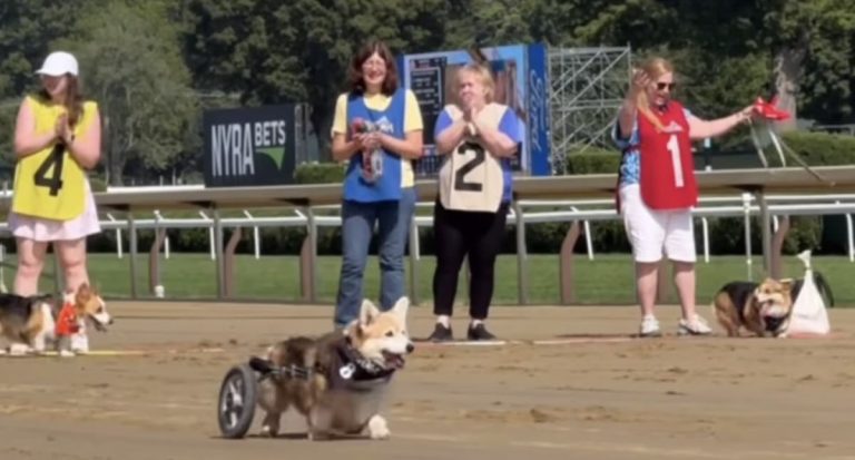 Abbey participates in Corgi Cup race