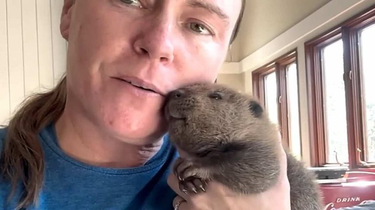 Baby Beaver Survives Dynamite Blast And Finds Family He Needs
