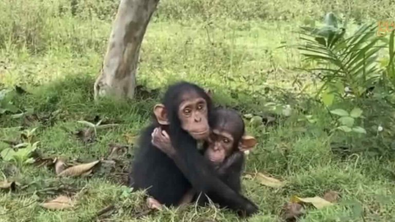 baby chimps rescued