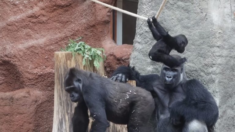 Baby Gorilla Goes Viral for Adorable Rope-Swinging Skills