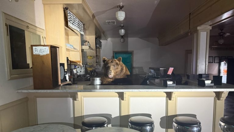 Bear Helps Himself to Sweet Spot Behind Ice Cream Parlor Counter