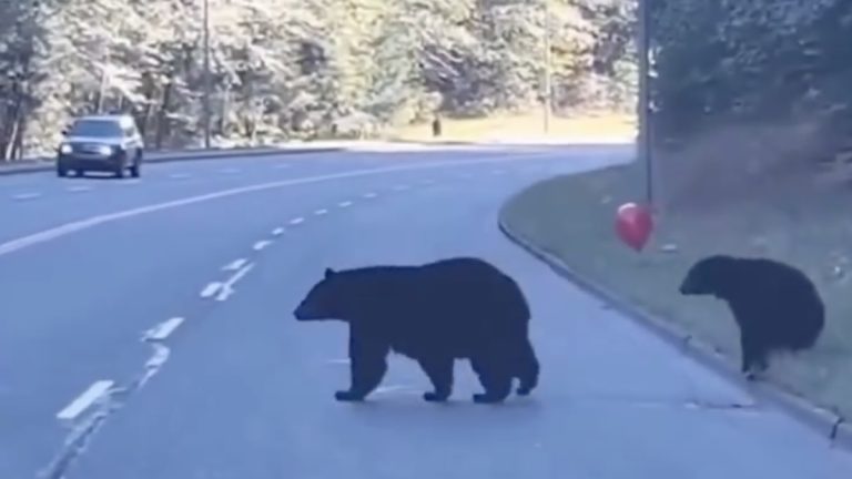 bear with balloon