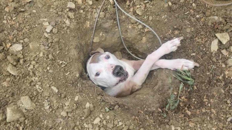 dog gets stuck in hole