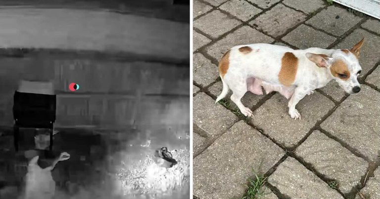 Chihuahua In Backpack Dropped Over Fence In Middle Of The Night