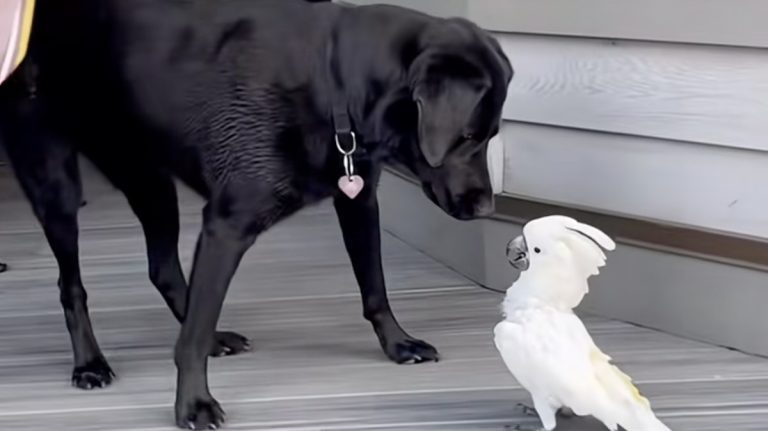cockatoo best friends with dog