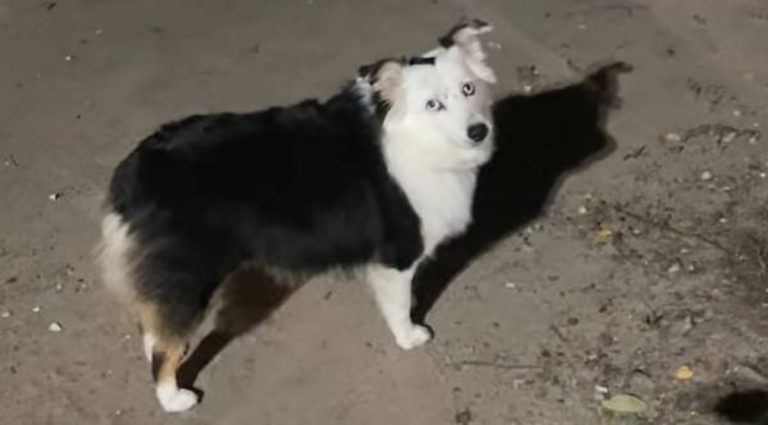 Mom Hears Strange Noise From Dog’s Mouth And Gets A Surprise
