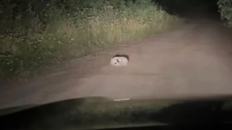 Camper Spots Starving Puppy Curled Up On Remote Logging Road