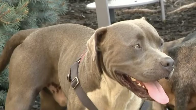 Heroic Dog Leads Stranger To Two Unconscious People Needing Life-Saving Help