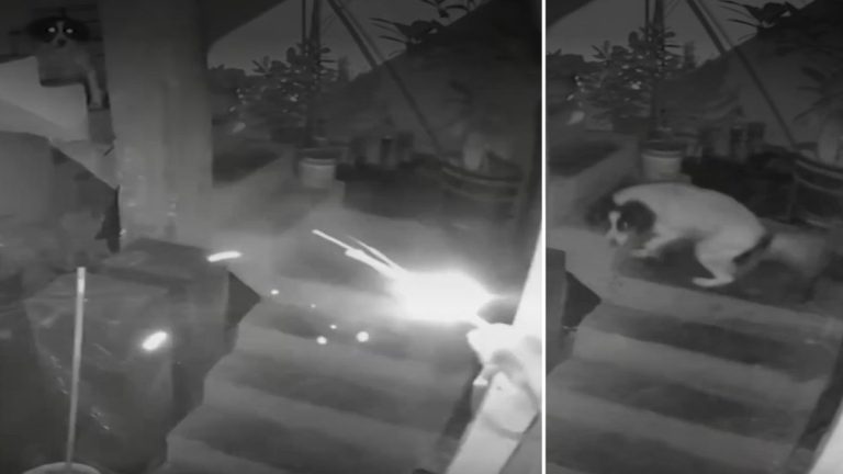 dog puts out explosive