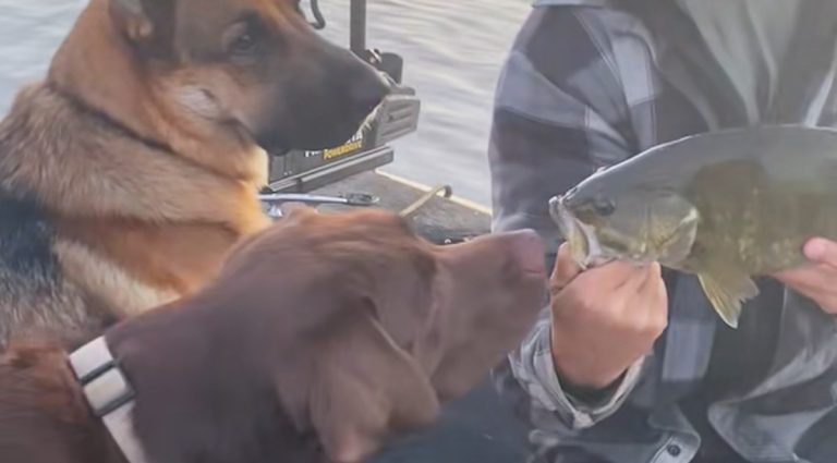 Rescue Dog’s Hilarious Reaction to Fish on His First Boat Trip Has Family Laughing