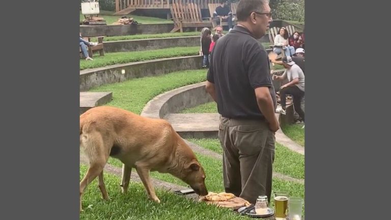dog steals food at picnic