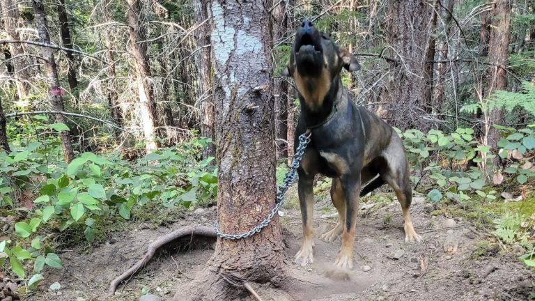 Good Samaritan Rescues Dog Chained and Crying on Remote Trail in Wildfire Zone