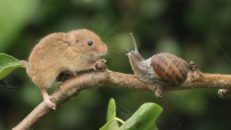Harvest mouse meets snail