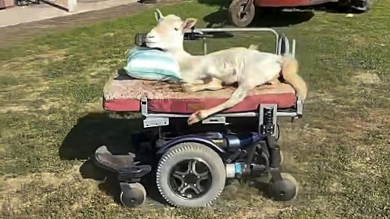 Sheep Born Paralyzed Learns to Zoom Around in a Motorized Wheelchair