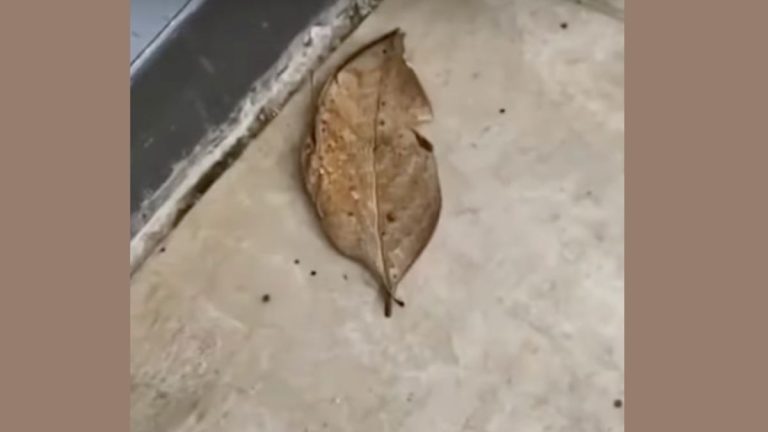 Man Reaches For A ‘Leaf And Finds A Stunning Butterfly Instead