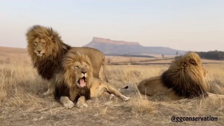 lion brothers napping comedy