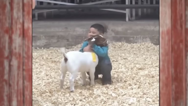 Milo and Teddy Bear the goat