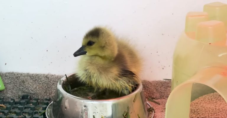 gosling rescued