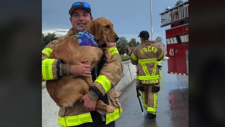 Compassionate Firefighters Comfort Two Shaken Dogs After Highway Crash