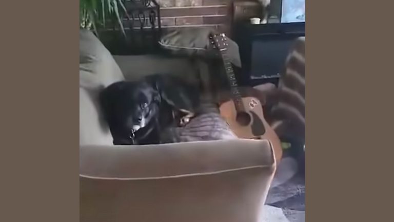 Woman Hears Guitar Playing And Discovers Her Dog Is the Musician
