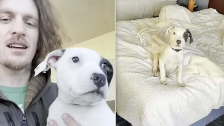 man finds puppy under car at hotel