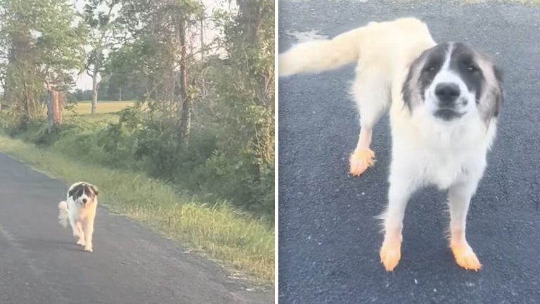 dog found on rural road rescued
