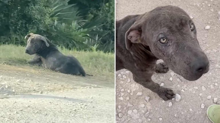 stray puppy found on road