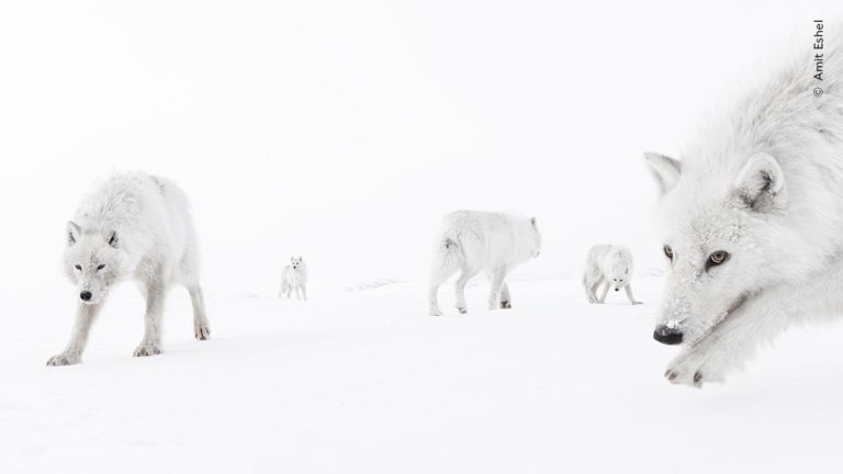 Wildlife Photographer of the Year Unveils Preview Of Awe-Inspiring Images