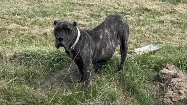 ‘Gentle Giant’ Dog Needs Life-Saving Heart Surgery After Rescue Off The Streets