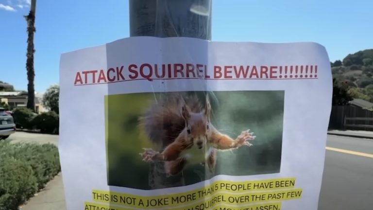 Angry Squirrel Terrorizes Neighborhood and Goes Viral