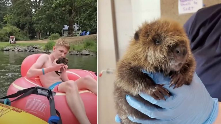 baby beaver rescued from river