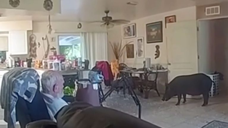 Wild Boar Crashes Into Florida Home, Hangs Out With Elderly Man