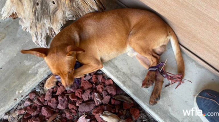 dog tied up and abandoned finds his way to safety