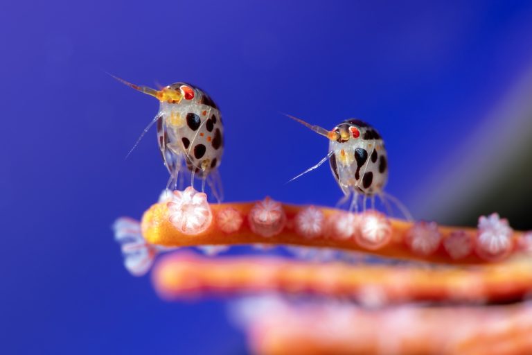 Ocean Photographer of the Year Winners Capture Breathtaking Marine Life