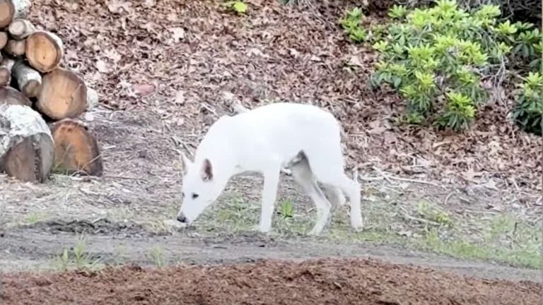 stray white german shepherd finds a home