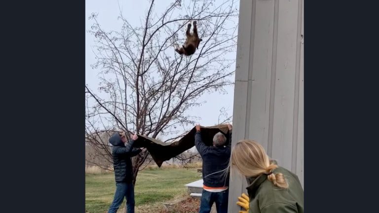 Men Catch Orphaned Bear Cub Dangling From a Spindly Tree